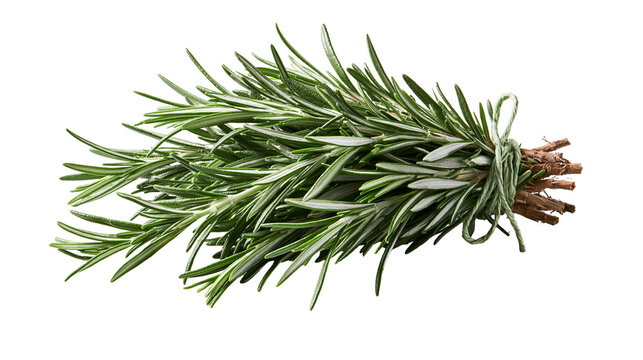 Fresh green rosemary herb bundle tied with twine