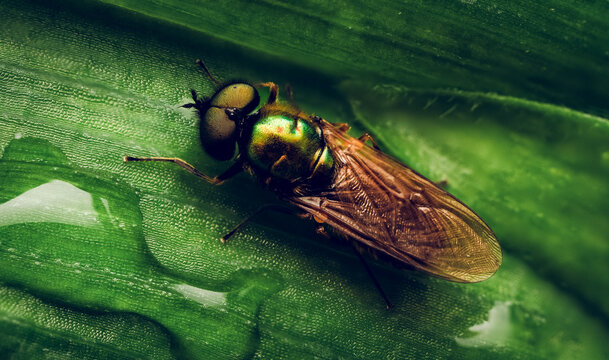 Shiny Metallic Fly Perched on Green Leaf Macro