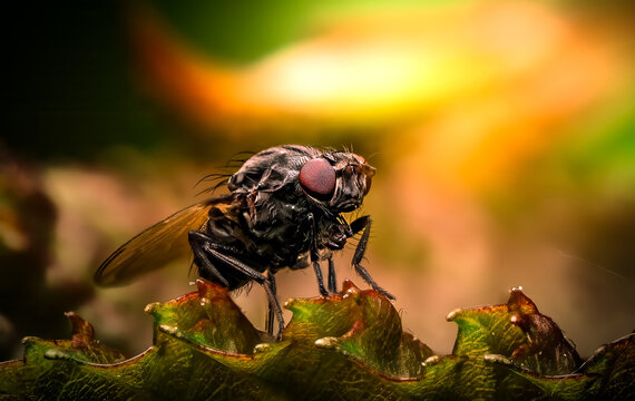 Macro Close Up of Fly with Red Compound Eyes