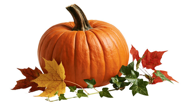 Ripe orange pumpkin with autumn maple leaves and green ivy vine foliage
