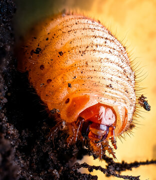 Detailed Macro View of a Beetle Larva Grub