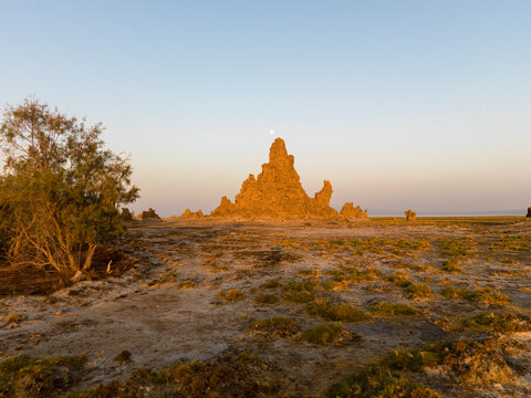A tamarisk tree grows beside a limestone chimney rock formation at sunset, Afar depression, Lake Abbe, Djibouti