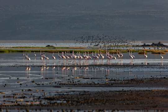 A large flock of flamingos wades through the shallow lake as birds swirl overhead, Afar depression, Lake Abbe, Djibouti