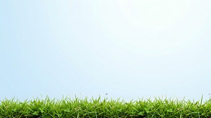 Fototapeta premium Fresh green grass base against a light blue sky background with vegetation landscape botanical daylight