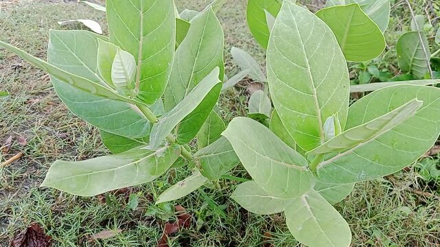 Close up of a young calotropis procera milkweed plant with natural audio of insects and birds chirping