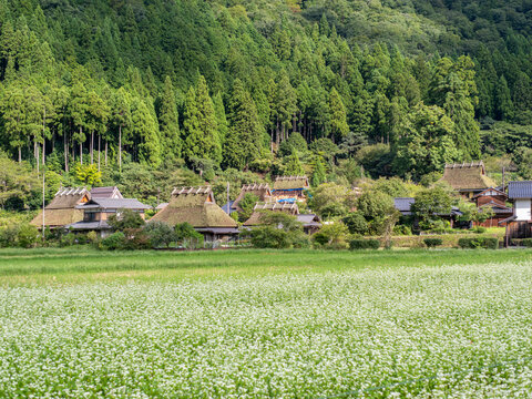 蕎麦の花が咲く美山かやぶきの里
