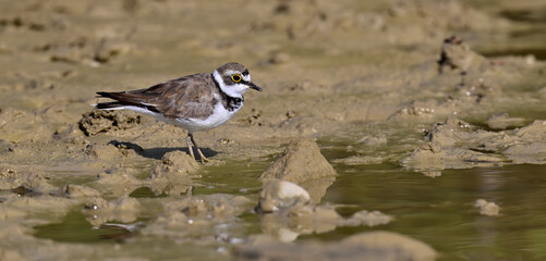 Fototapeta premium Flussregenpfeifer // Little ringed plover (Charadrius dubius) - Castildetierra, Navarra, Spanien