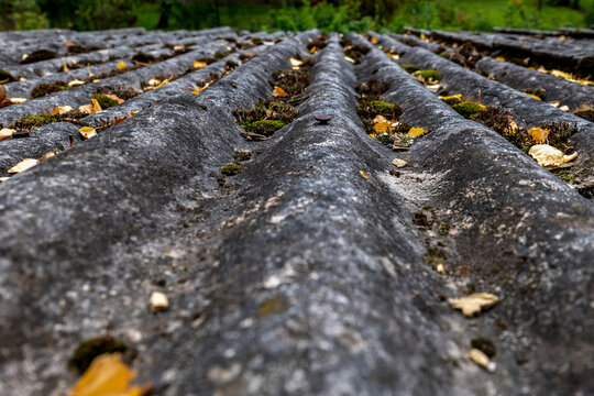 Moss Growing Along Waves of an Old Corrugated Cement Roof