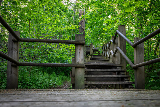 Wooden Stairway Leading Through a Lush Green Forest