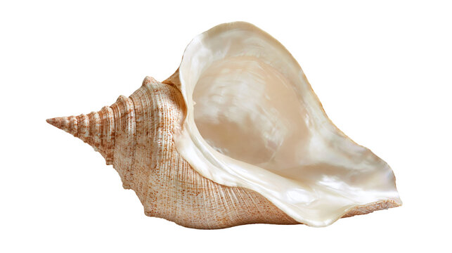 Large spiral conch shell with smooth pearlescent interior and textured exterior