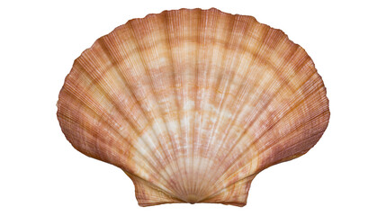 Large fan shaped brown and white striped scallop seashell © Natalia