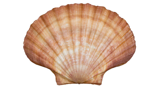 Large fan shaped brown and white striped scallop seashell