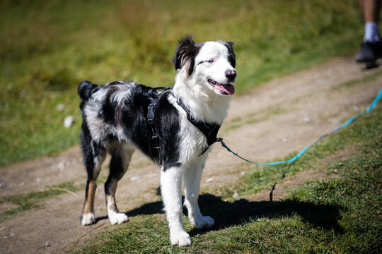 Black and White Dog on Alpine Hiking Trail in Grindelwald, Switzerland