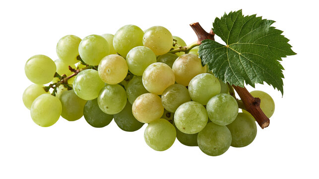 Fresh green grapes cluster with a single vine leaf and woody stem