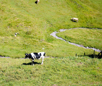 Cows Grazing on Alpine Meadow in Grindelwald, Switzerland