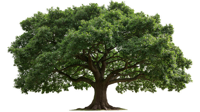 Large spreading oak tree with dense green foliage and thick textured brown trunk