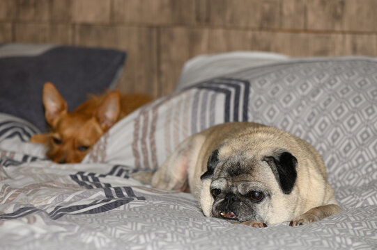 Close-up of a sweet elderly pug dog with wrinkled face resting calmly on a patterned duvet cover in a home bedroom.