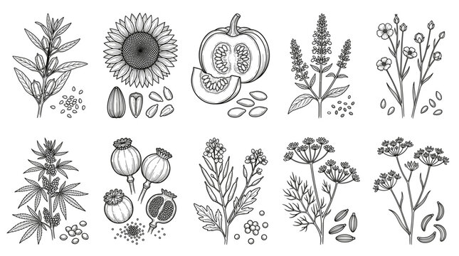 Seeds with sunflower pumpkin pods flowers set line drawing vector designs