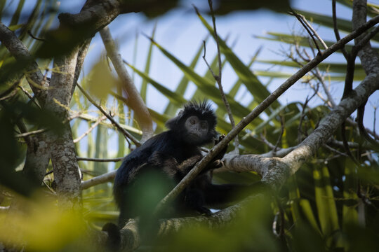 A black crested leaf monkey (langur) perches on a tree branch among lush green foliage, looking down through the forest canopy under a bright blue sky. In Bali, Indonesia