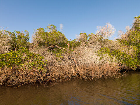 Mangrove trees with tangled bare branches and green foliage line the edge of a calm waterway, Obock Region, Gorodia, Djibouti