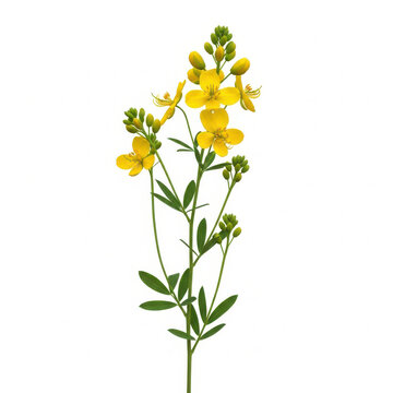 Beautiful blooming yellow rue flowers with green leaves on stem