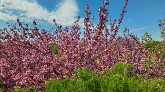 Pink Cherry Blossoms Blooming Under Blue Sky In Spring