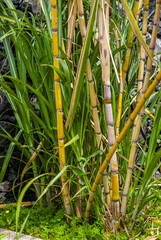 Obraz premium High-angle close-up view of fresh green and yellow sugar cane stalks growing tightly in a field plantation.