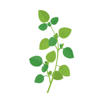 Oregano, presented as a modern flat 2D vector icon graphic on a white background