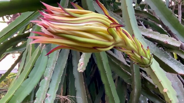 A close-up video sequence showing the development and blooming of a dragon fruit flower (Hylocereus undatus) on its cactus plant in a natural outdoor setting.