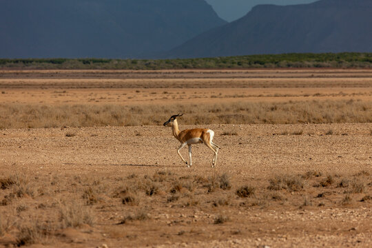 A gazelle walks across a rocky plain near mountain cliffs, Obock Region, Khor angar, Djibouti