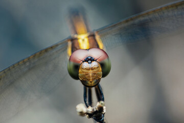 Dragonfly looking directly with compound eyes © Pawich Sattalerd