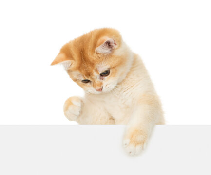 Playful young golden chinchilla cat looking down above blank white banner. Isolated  on white banner