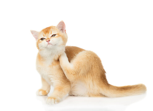 Golden chinchilla kitten scratching itself. isolated on white background