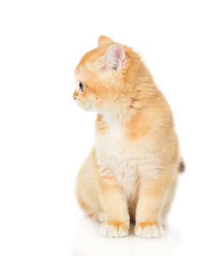 Golden chinchilla kitten sitting and looking away on empty space. isolated on white background