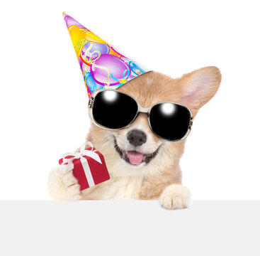 Funny Pembroke Welsh Corgi puppy wearing sunglasses abd birthday cap looking above white banner and showing tiny gift box. isolated on white background
