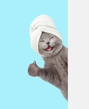 Happy cat with towel on it head looking from behind white banner and showing thumbs up gesture. Empty space for text. isolated on blue background