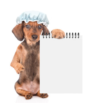 Funny Dachshund puppy with tiny shower cap on it head wearing bathrobe shows blank notepad. Isolated on white background