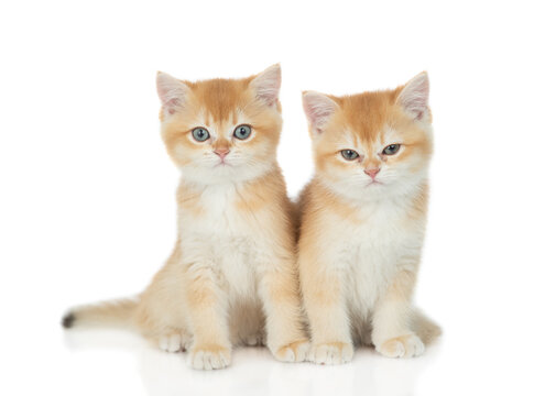 Two golden chinchilla kittens sitting in front view together and looking at camera. Isolated on white background