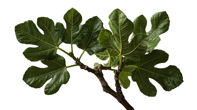 Fresh green fig tree branch with lobed leaves and woody stem