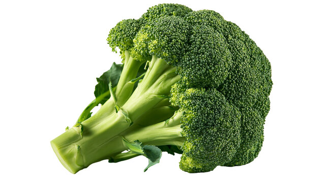 Fresh green broccoli head with thick stalks and textured florets