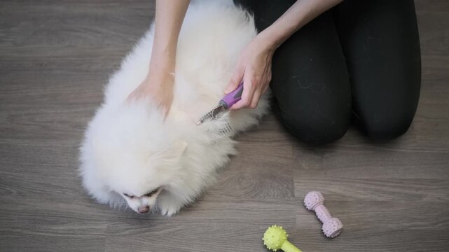 Owner carefully brushes fluffy white Spitz fur with purple slicker brush during home grooming, detangling dense coat while relaxed dog rests on wooden floor for routine pet care and comfort