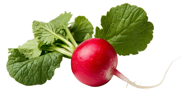 Fresh round red radish with vibrant green leafy tops and thin white root