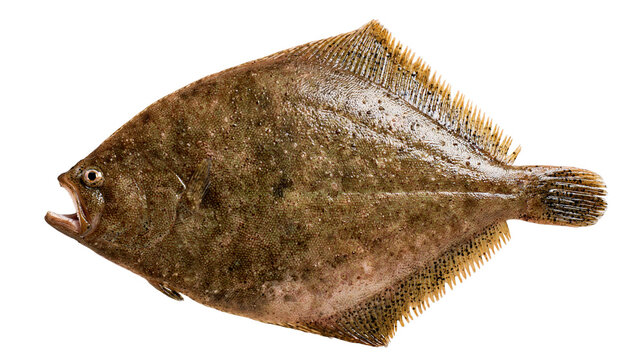 Fresh raw whole flounder fish with brown speckled skin and open mouth