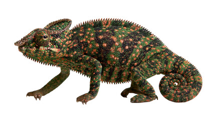Green and orange patterned chameleon lizard with curled tail © Maria