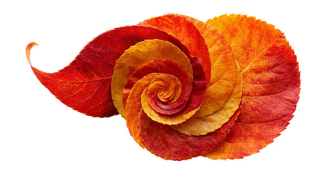 Spiral arrangement of vibrant red and orange autumn leaves