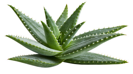 Fototapeta premium Fresh green aloe vera plant with sharp serrated leaves