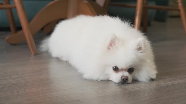 Small white spitz rests indoors on wooden floor near chair legs, showing small fluffy body, low lying pose, forward gaze, sleepy expression, soft fur, gentle eyes, nose, whiskers, and canine face