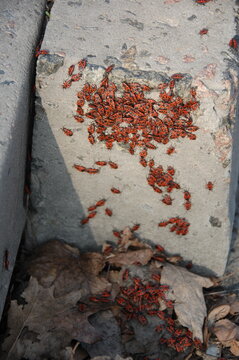 Large group of red and black fire bugs gathered on a weathered stone surface and dry fallen leaves.