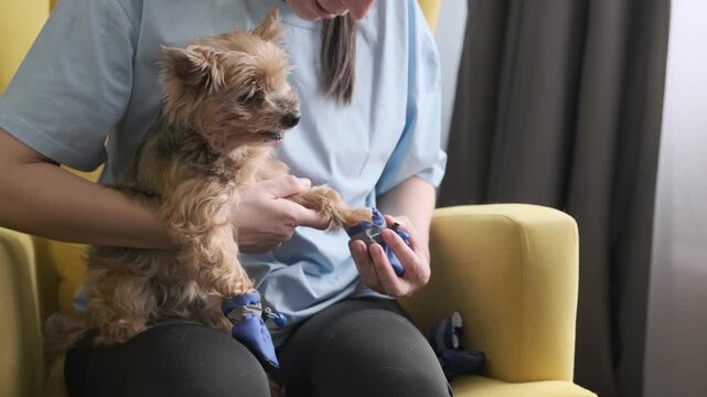 Yorkshire terrier wearing blue shoes during careful fitting on lap with patient handling, as person adjusts footwear on tiny paws for training and comfort during gentle indoor routine