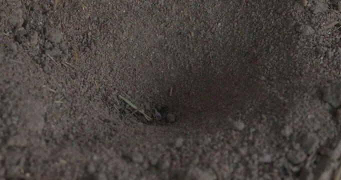Macro shot of a conical antlion larva trap pit in dry sandy soil with flicking sand.
